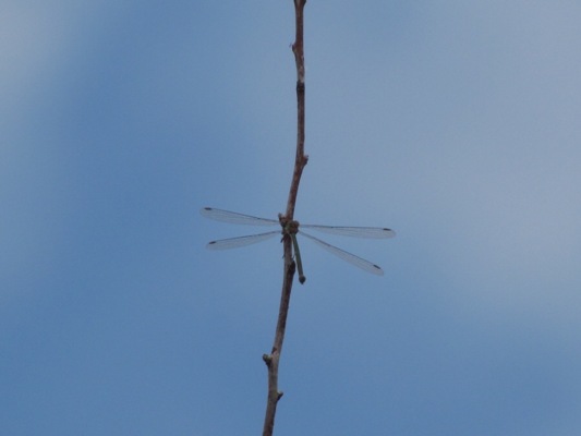 identificazione libellula fiume Bradano